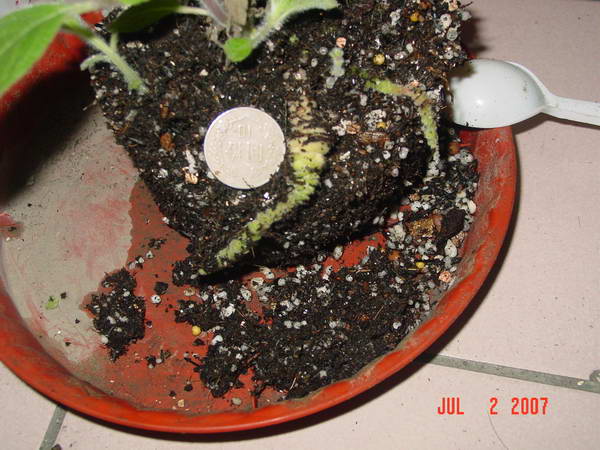 «ö¦¹¦b·sµøµ¡ÂsÄý¹Ï¤ù