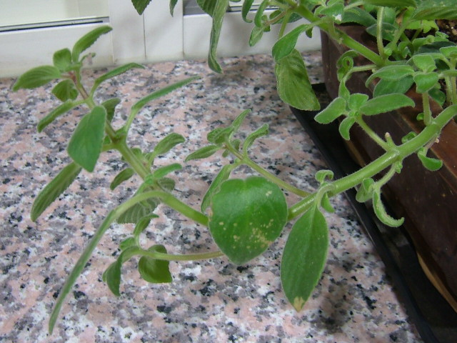 «ö¦¹¦b·sµøµ¡ÂsÄý¹Ï¤ù