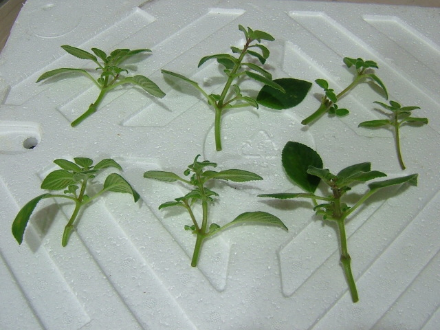 «ö¦¹¦b·sµøµ¡ÂsÄý¹Ï¤ù