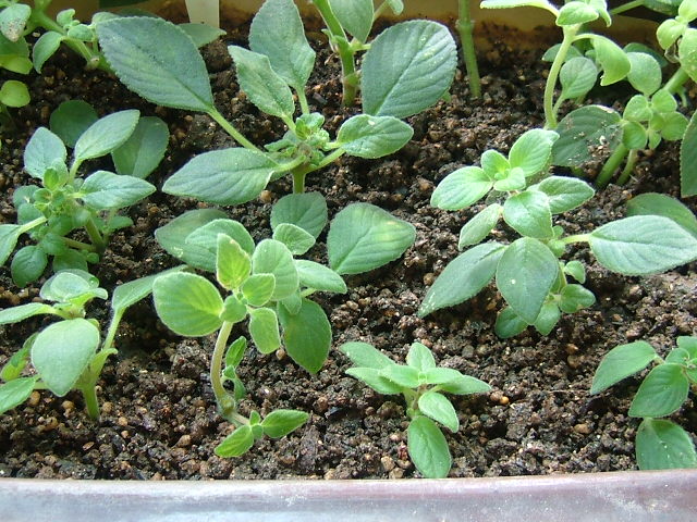 «ö¦¹¦b·sµøµ¡ÂsÄý¹Ï¤ù