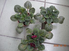 «ö¦¹¦b·sµøµ¡ÂsÄý¹Ï¤ù