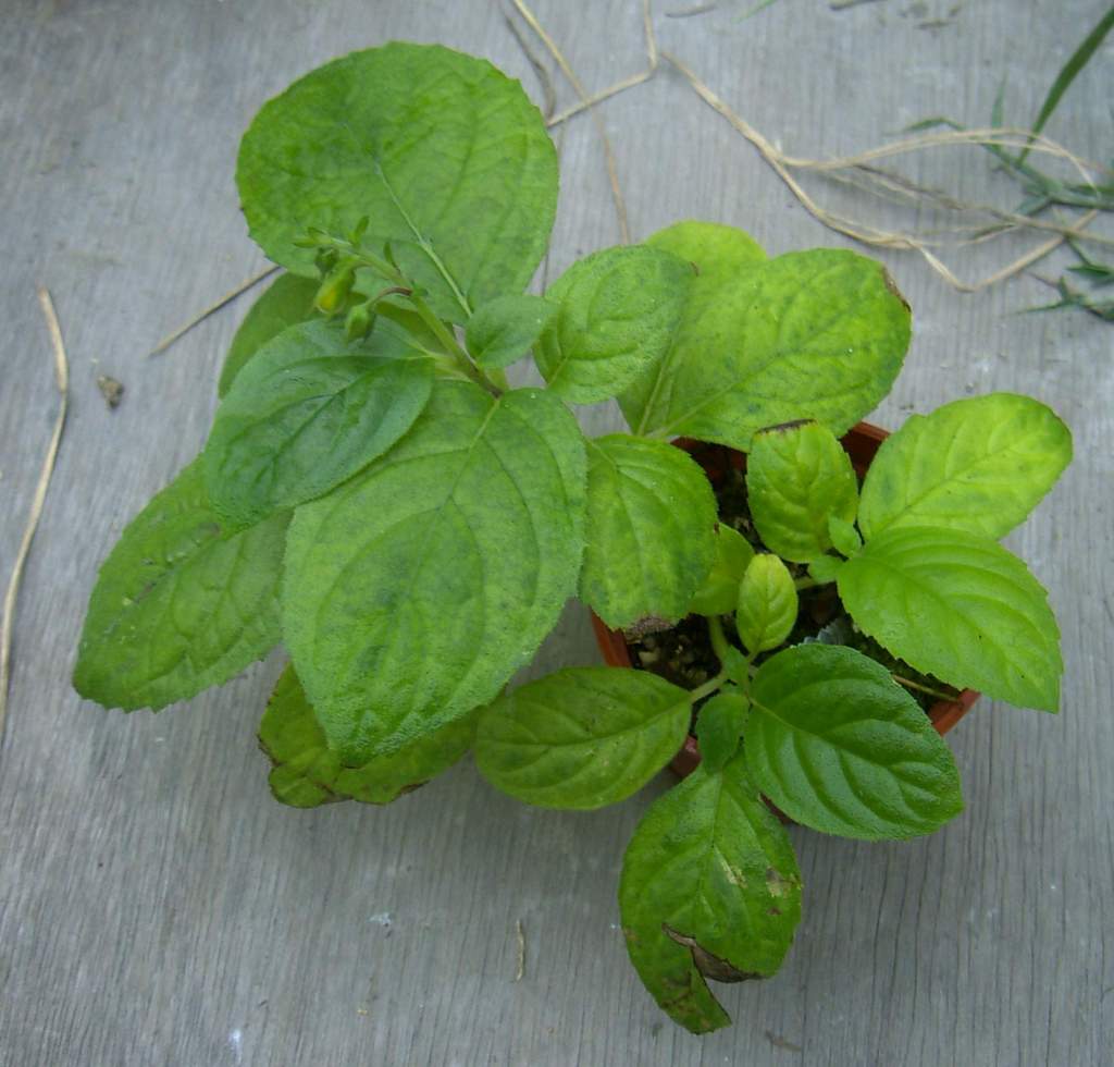 «ö¦¹¦b·sµøµ¡ÂsÄý¹Ï¤ù