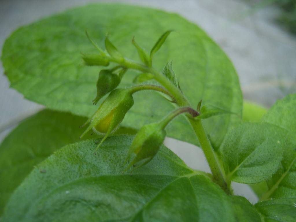 «ö¦¹¦b·sµøµ¡ÂsÄý¹Ï¤ù