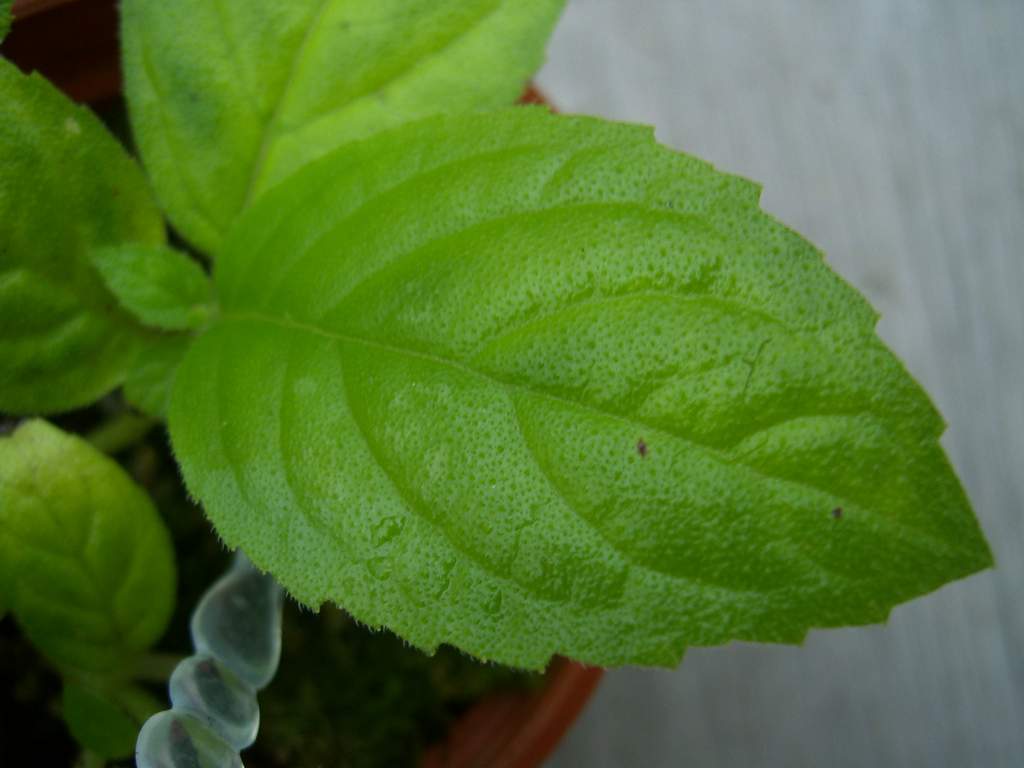 «ö¦¹¦b·sµøµ¡ÂsÄý¹Ï¤ù