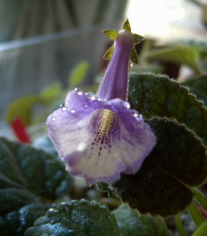 «ö¦¹¦b·sµøµ¡ÂsÄý¹Ï¤ù