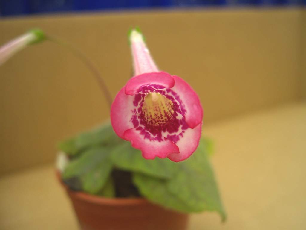 «ö¦¹¦b·sµøµ¡ÂsÄý¹Ï¤ù