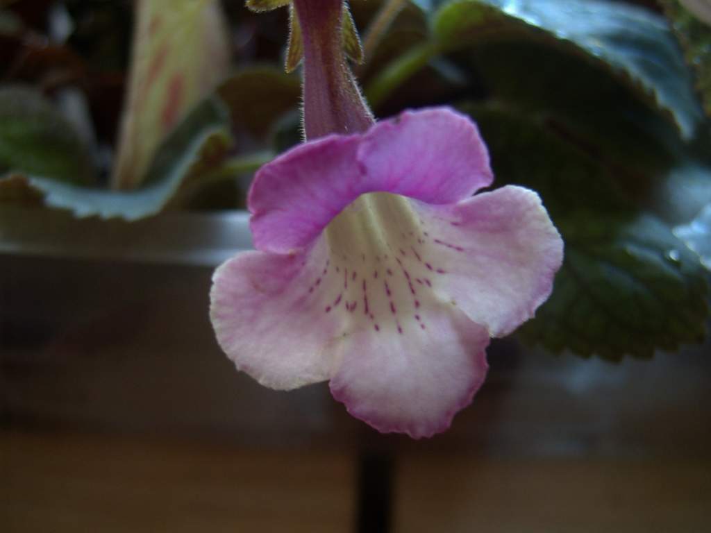 «ö¦¹¦b·sµøµ¡ÂsÄý¹Ï¤ù