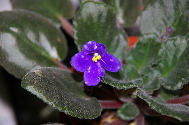 «ö¦¹¦b·sµøµ¡ÂsÄý¹Ï¤ù