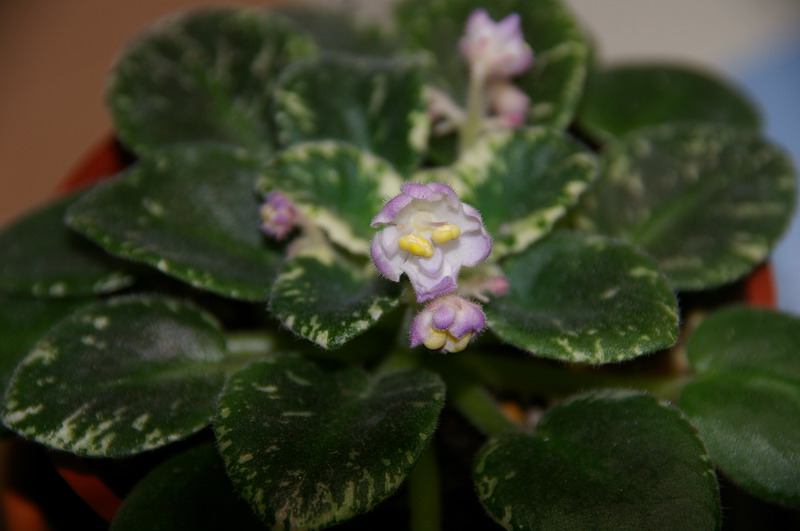 «ö¦¹¦b·sµøµ¡ÂsÄý¹Ï¤ù