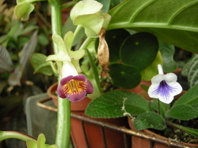 «ö¦¹¦b·sµøµ¡ÂsÄý¹Ï¤ù