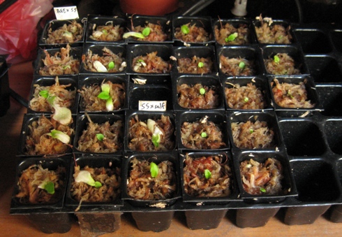 «ö¦¹¦b·sµøµ¡ÂsÄý¹Ï¤ù