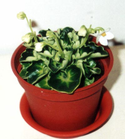 «ö¦¹¦b·sµøµ¡ÂsÄý¹Ï¤ù