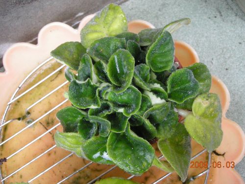 «ö¦¹¦b·sµøµ¡ÂsÄý¹Ï¤ù