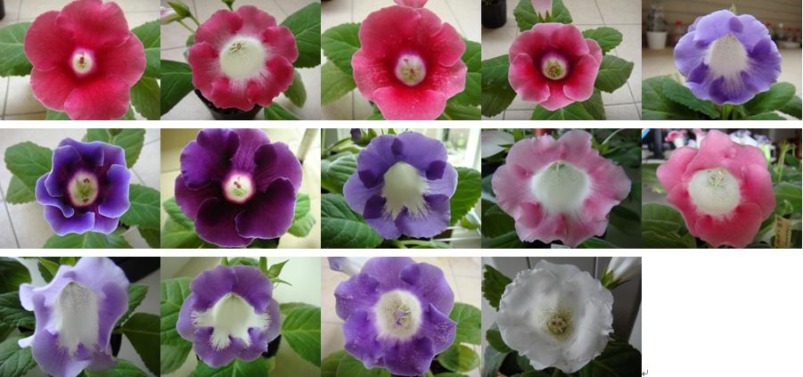 «ö¦¹¦b·sµøµ¡ÂsÄý¹Ï¤ù