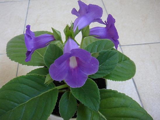 «ö¦¹¦b·sµøµ¡ÂsÄý¹Ï¤ù