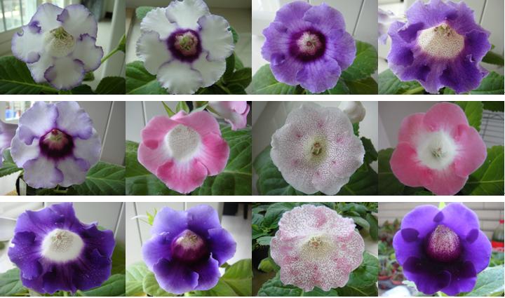 «ö¦¹¦b·sµøµ¡ÂsÄý¹Ï¤ù