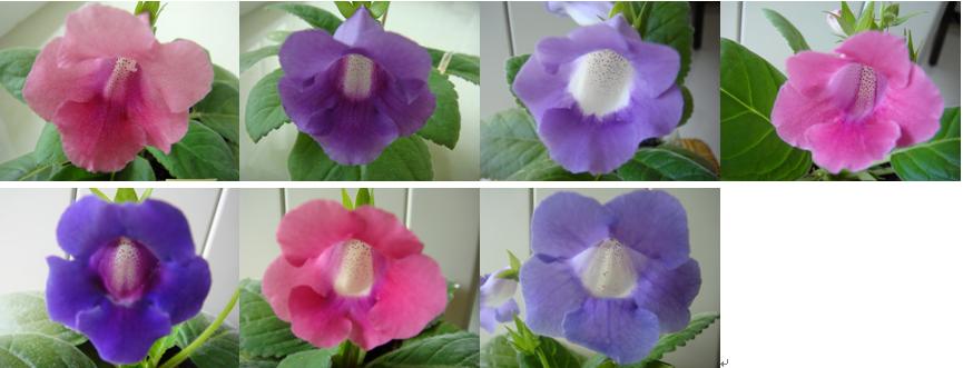 «ö¦¹¦b·sµøµ¡ÂsÄý¹Ï¤ù