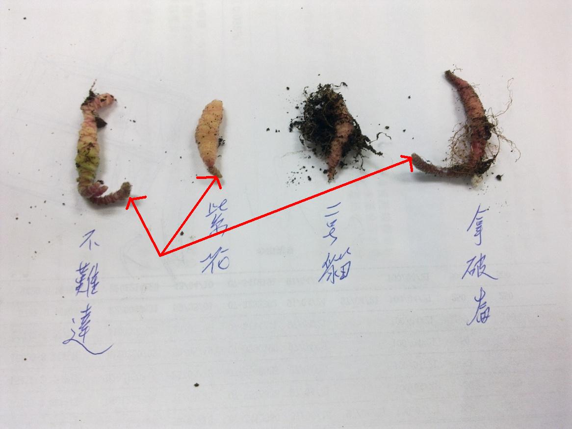 «ö¦¹¦b·sµøµ¡ÂsÄý¹Ï¤ù