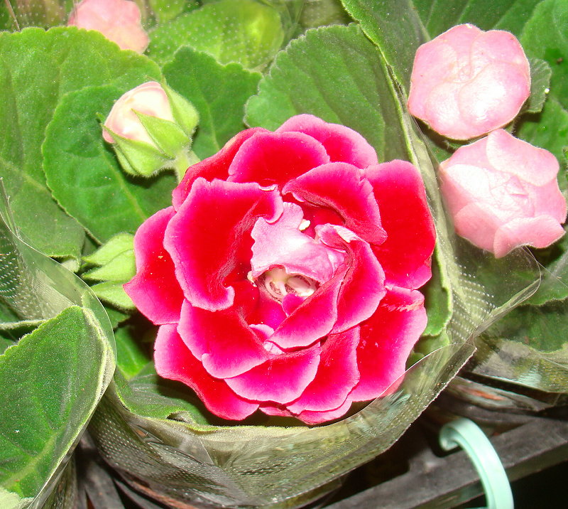 «ö¦¹¦b·sµøµ¡ÂsÄý¹Ï¤ù