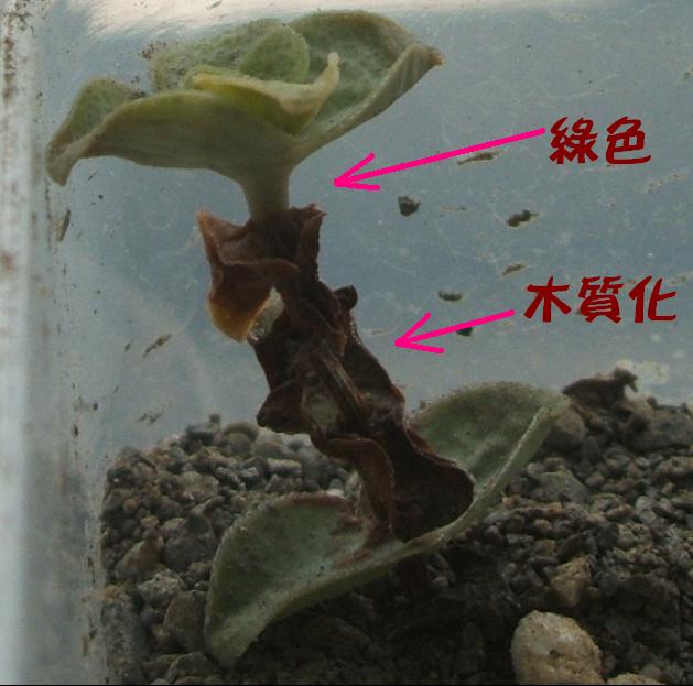 «ö¦¹¦b·sµøµ¡ÂsÄý¹Ï¤ù