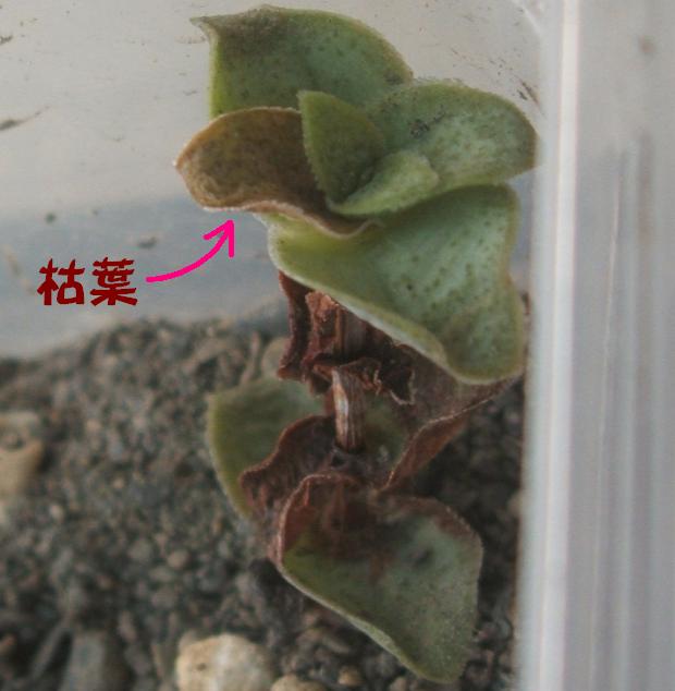 «ö¦¹¦b·sµøµ¡ÂsÄý¹Ï¤ù