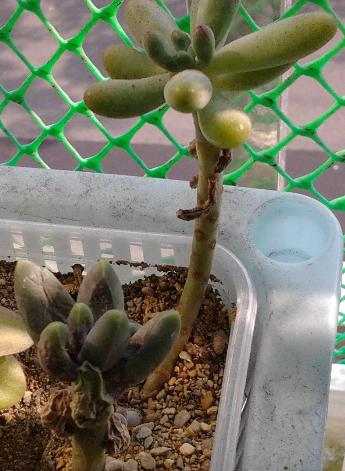 «ö¦¹¦b·sµøµ¡ÂsÄý¹Ï¤ù