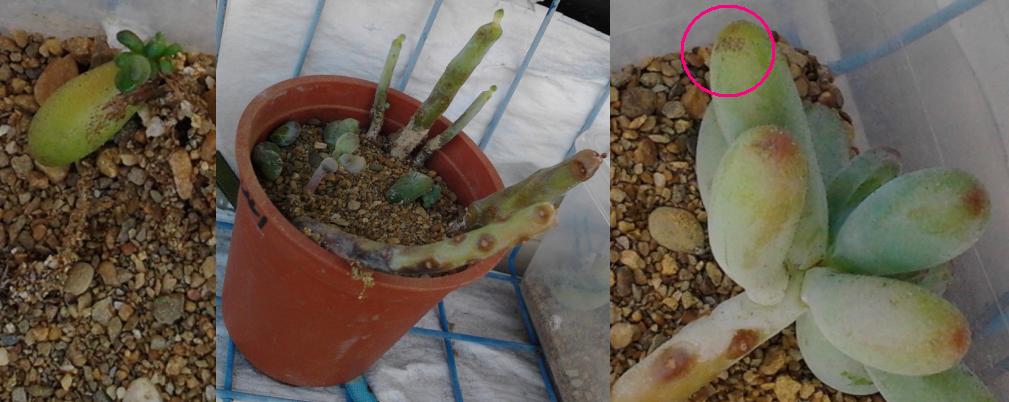 «ö¦¹¦b·sµøµ¡ÂsÄý¹Ï¤ù