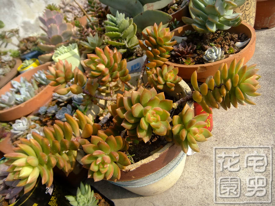 按此在新視窗瀏覽圖片