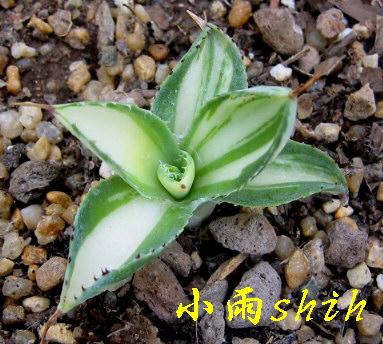 按此在新視窗瀏覽圖片