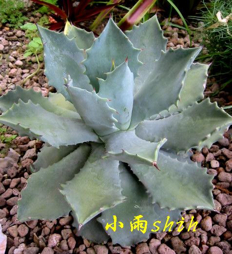 按此在新視窗瀏覽圖片