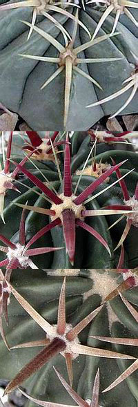 «ö¦¹¦b·sµøµ¡ÂsÄý¹Ï¤ù