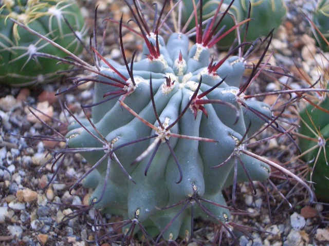 按此在新視窗瀏覽圖片