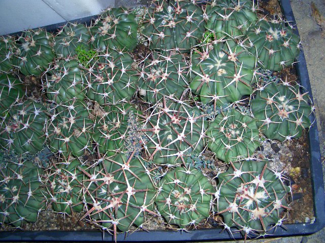 按此在新視窗瀏覽圖片