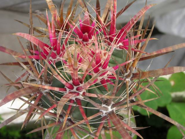 按此在新視窗瀏覽圖片