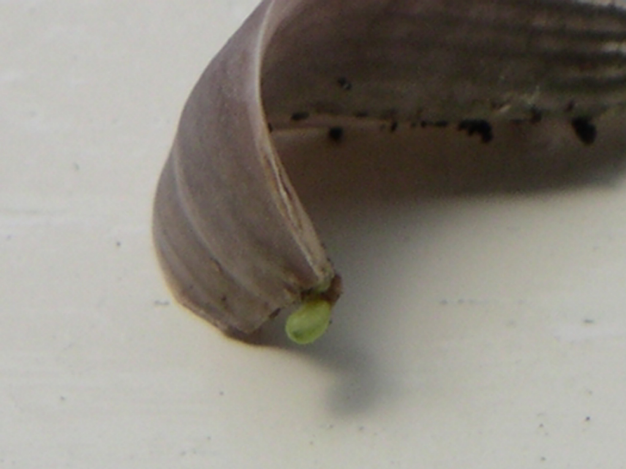 «ö¦¹¦b·sµøµ¡ÂsÄý¹Ï¤ù