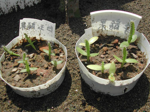 «ö¦¹¦b·sµøµ¡ÂsÄý¹Ï¤ù