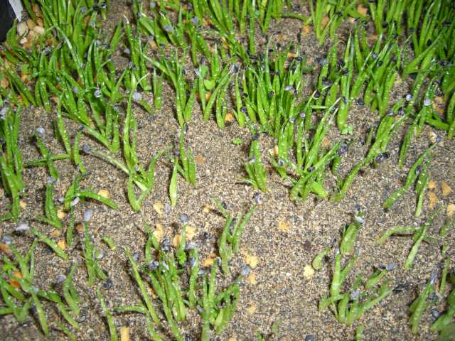 «ö¦¹¦b·sµøµ¡ÂsÄý¹Ï¤ù