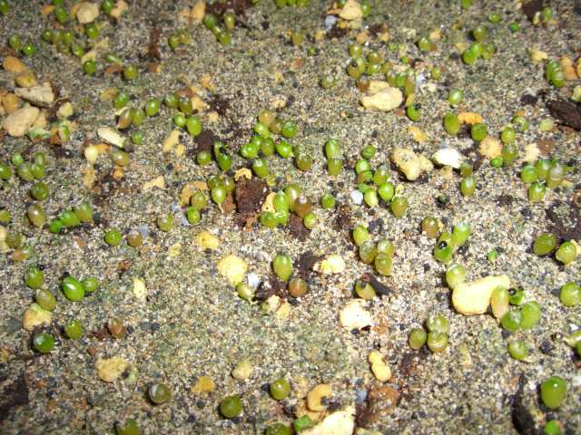 «ö¦¹¦b·sµøµ¡ÂsÄý¹Ï¤ù