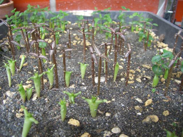 «ö¦¹¦b·sµøµ¡ÂsÄý¹Ï¤ù