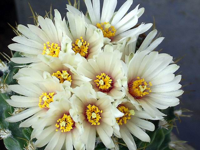 «ö¦¹¦b·sµøµ¡ÂsÄý¹Ï¤ù