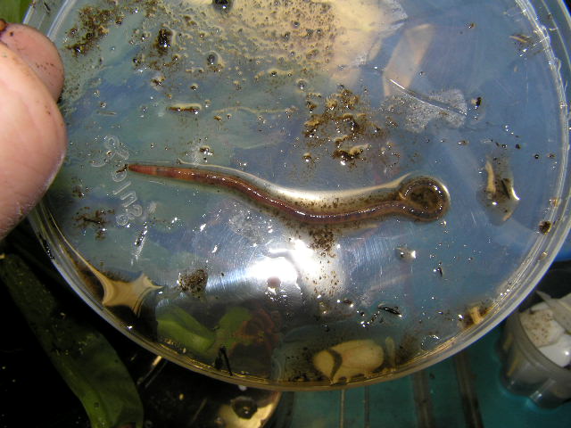 «ö¦¹¦b·sµøµ¡ÂsÄý¹Ï¤ù