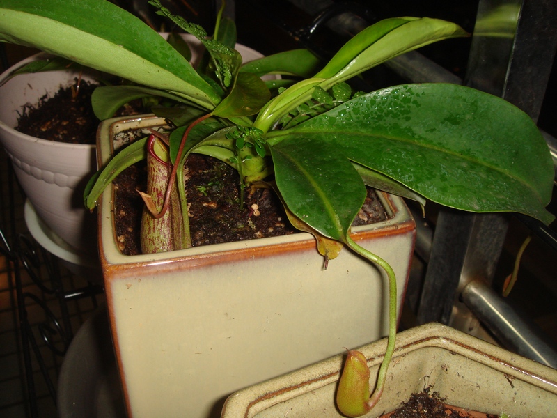 按此在新視窗瀏覽圖片