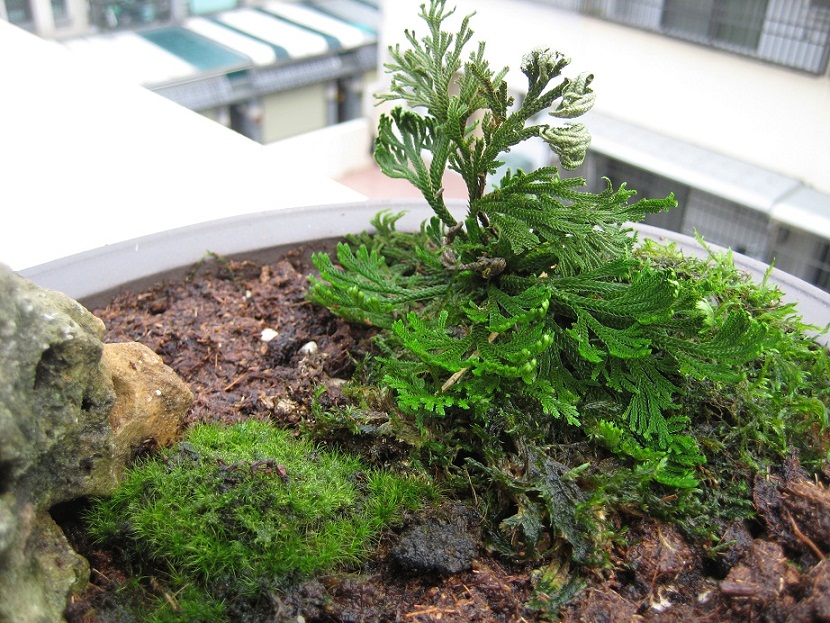 按此在新視窗瀏覽圖片