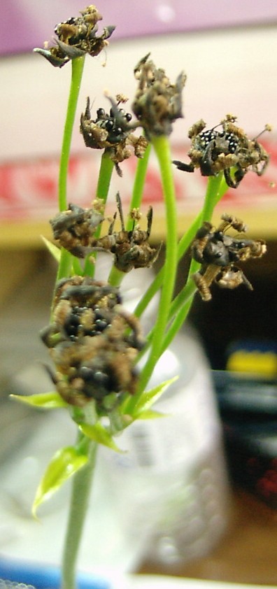 «ö¦¹¦b·sµøµ¡ÂsÄý¹Ï¤ù