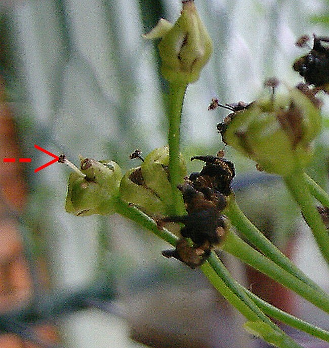 «ö¦¹¦b·sµøµ¡ÂsÄý¹Ï¤ù