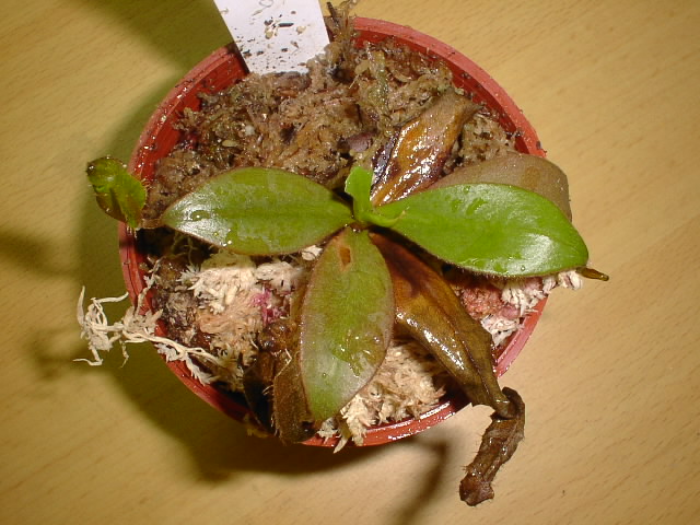 «ö¦¹¦b·sµøµ¡ÂsÄý¹Ï¤ù