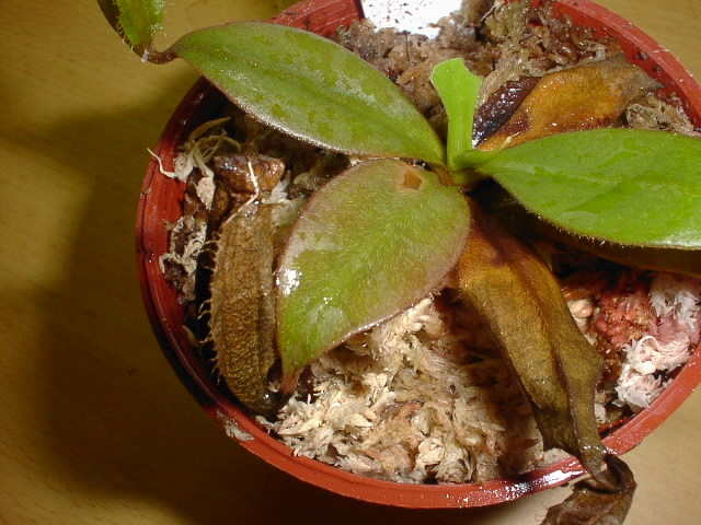 «ö¦¹¦b·sµøµ¡ÂsÄý¹Ï¤ù