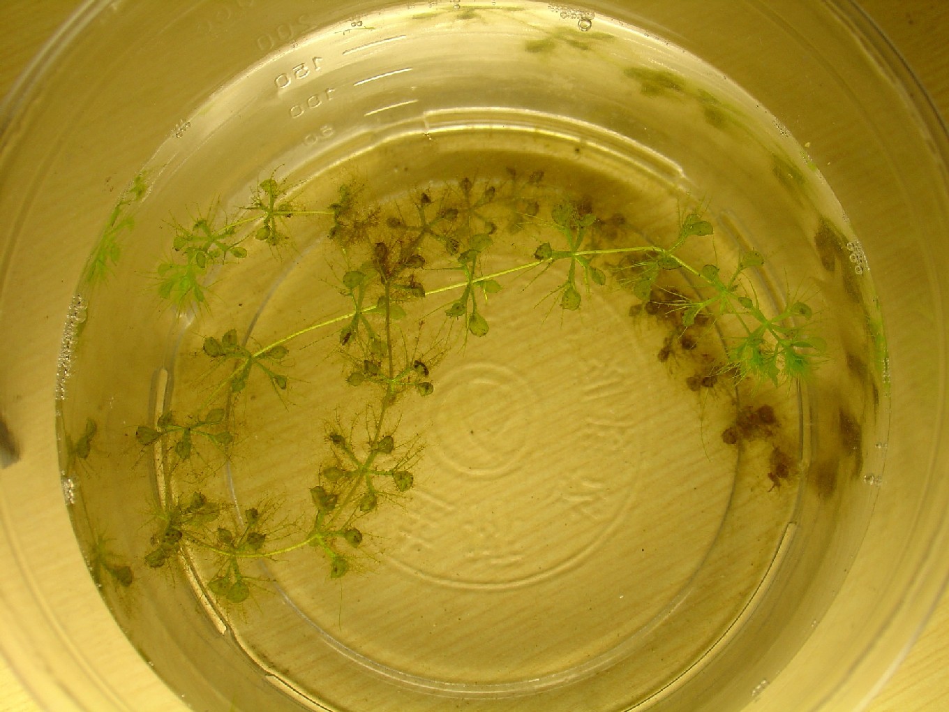 «ö¦¹¦b·sµøµ¡ÂsÄý¹Ï¤ù