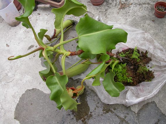 «ö¦¹¦b·sµøµ¡ÂsÄý¹Ï¤ù