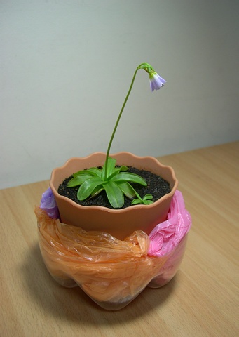 «ö¦¹¦b·sµøµ¡ÂsÄý¹Ï¤ù